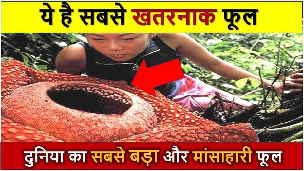 ये है दुनिया का सबसे बड़ा और मांसाहारी फूल  Biggest Flower in the world | duniya ka sabse bada phool
