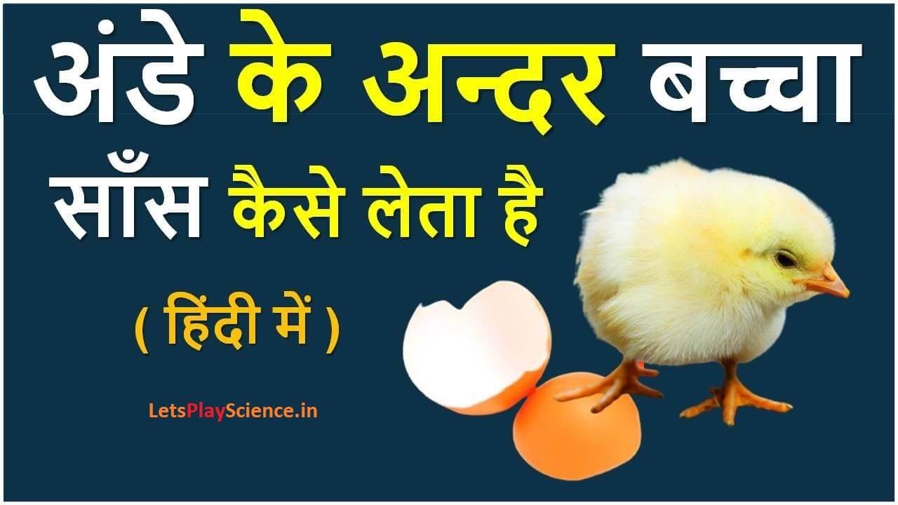 मुर्गी का बच्चा (चूजा) अंडे के अंदर सांस कैसे लेता है?